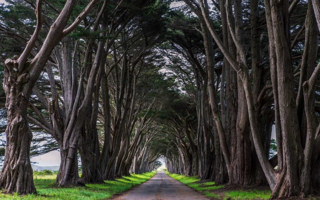 Cypress Tree Tunnel