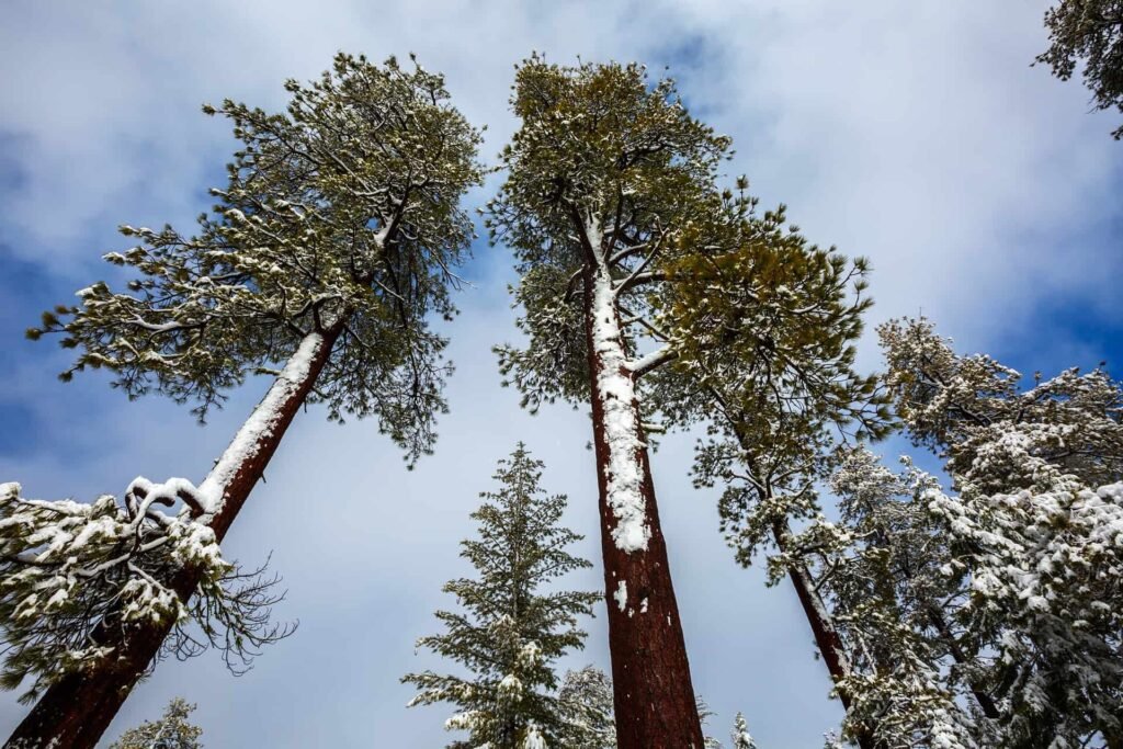 Sequoia National Park winter