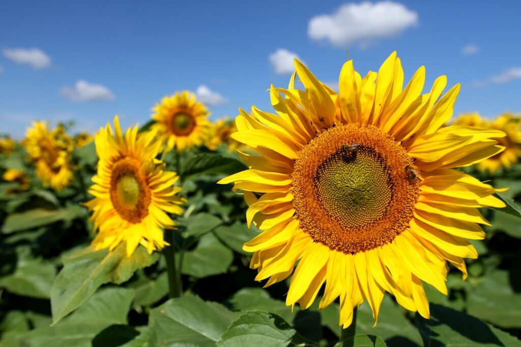 South Coast Farms U-Pick Sunflower fields