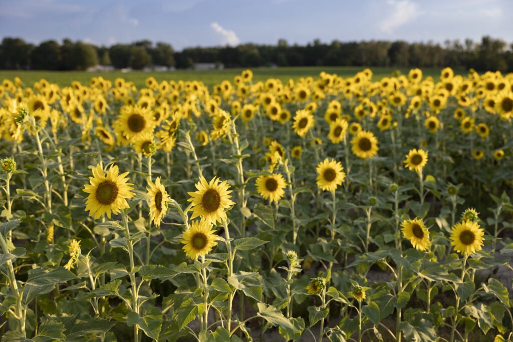 M Three Ranches Sunflower fields